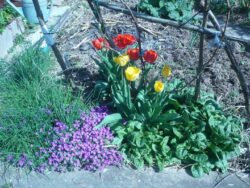 Fleurs du jardin privatif du gîte Huth