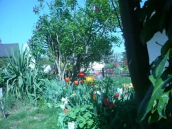 Coin détente au milieu des rosiers du gîte Huth